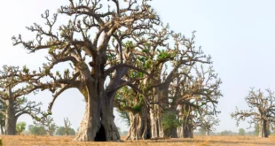 Dégradation des Forêts: La plantation d’arbres comme solution