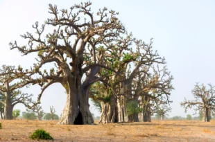 Dégradation des Forêts: La plantation d’arbres comme solution