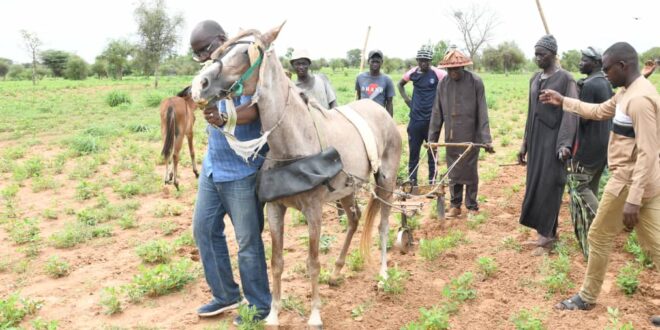 Linguere : Aly Ngouye Ndiaye en tournée agricole annonce un lot de 800 tracteurs pour  accompagner les agriculteurs.