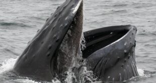 Nouvelle découverte: A part la baleine, le squelette du plus gros animal