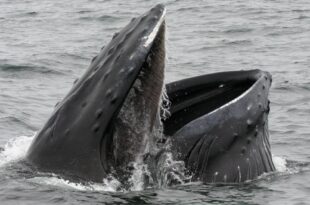 Nouvelle découverte: A part la baleine, le squelette du plus gros animal