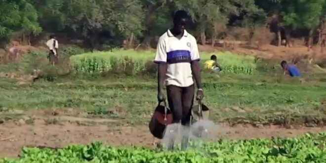 Economie-Afrique : L'agro-business, une nouvelle alternative pour vaincre le chômage des jeunes