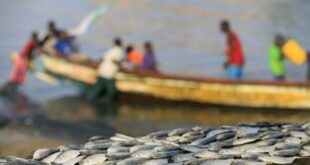 Rufisque: Urgent! Il y'a eu des conflits Mortels entre Pêcheurs et Candidats à l’Émigration