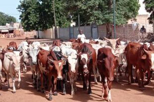 Linguere : Abdoulaye Sylla au chevet des chefs religieux