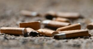 Environnement la culture du tabac emet environ 84 millions de tonnes de CO2 chaque annee