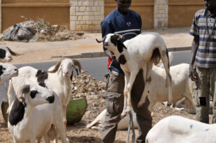 senegal mouton tabaski 0