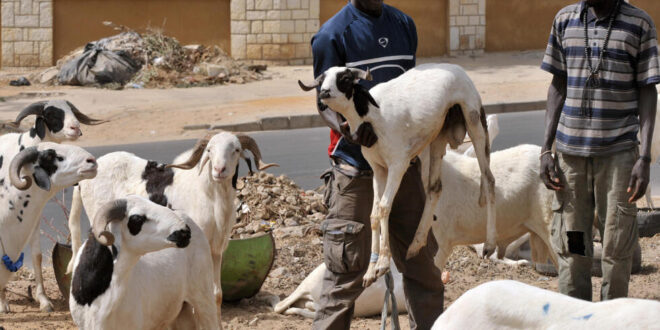 senegal mouton tabaski 0