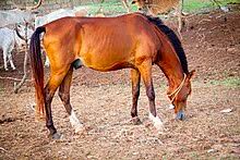 Éthiopie: La santé des chevaux devient une situation préoccupante